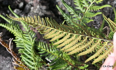 Pityrogramma austroamericana