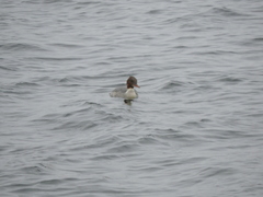 Mergus merganser