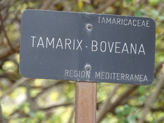 Tamarix boveana