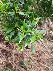 Phyllocladus aspleniifolius