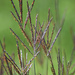 Bluestems, Lemon Grasses, Silvergrasses, and Allies - Photo (c) Peter Gorman, some rights reserved (CC BY-NC-SA)