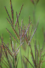 Bluestems, Lemon Grasses, Silvergrasses, and Allies - Photo (c) Peter Gorman, some rights reserved (CC BY-NC-SA)