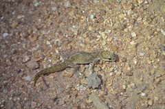 Hemidactylus squamulatus