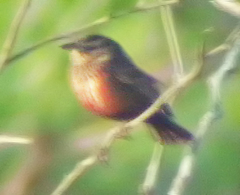 Leistes militaris