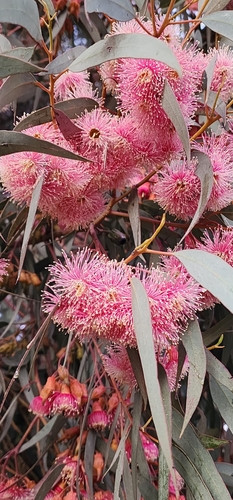 Eucalyptus torquata, photograph 5