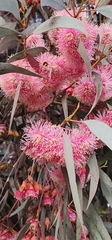 Eucalyptus torquata, photograph author not stated, no rights reserved