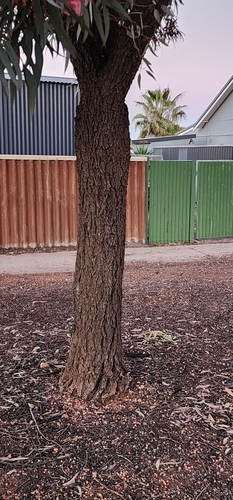 Eucalyptus torquata, photograph 6