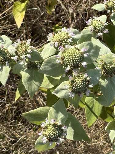 Pycnanthemum muticum