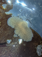 Kaburakia excelsa