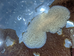 Kaburakia excelsa