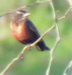 Leistes militaris