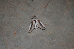 Afroplitis tanzaniae