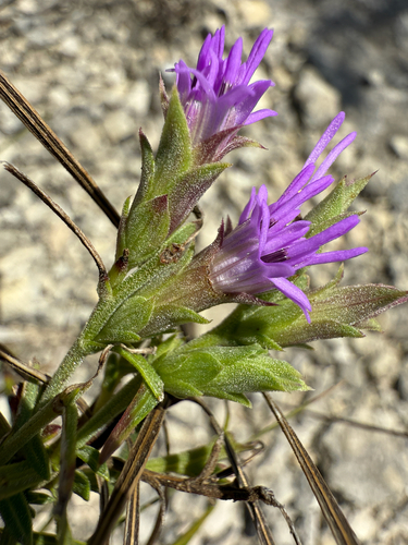 glandular blazing star (Liatris glandulosa)