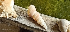 Turritella duplicata