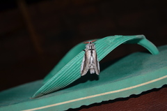 Afroplitis tanzaniae