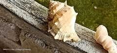 Bursidae