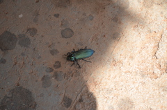 Pseudocastalia bennigseni