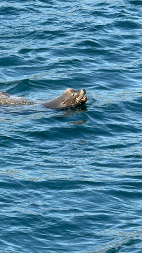 Sea Lion