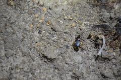Coleoptera