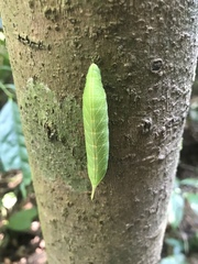 Marumba