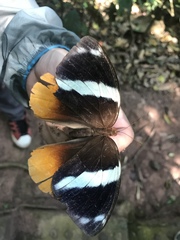 Thauria lathyi