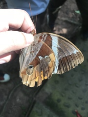 Thauria lathyi