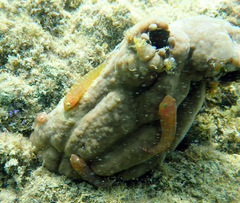 Cochleoceps orientalis