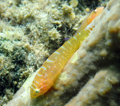 Cochleoceps orientalis