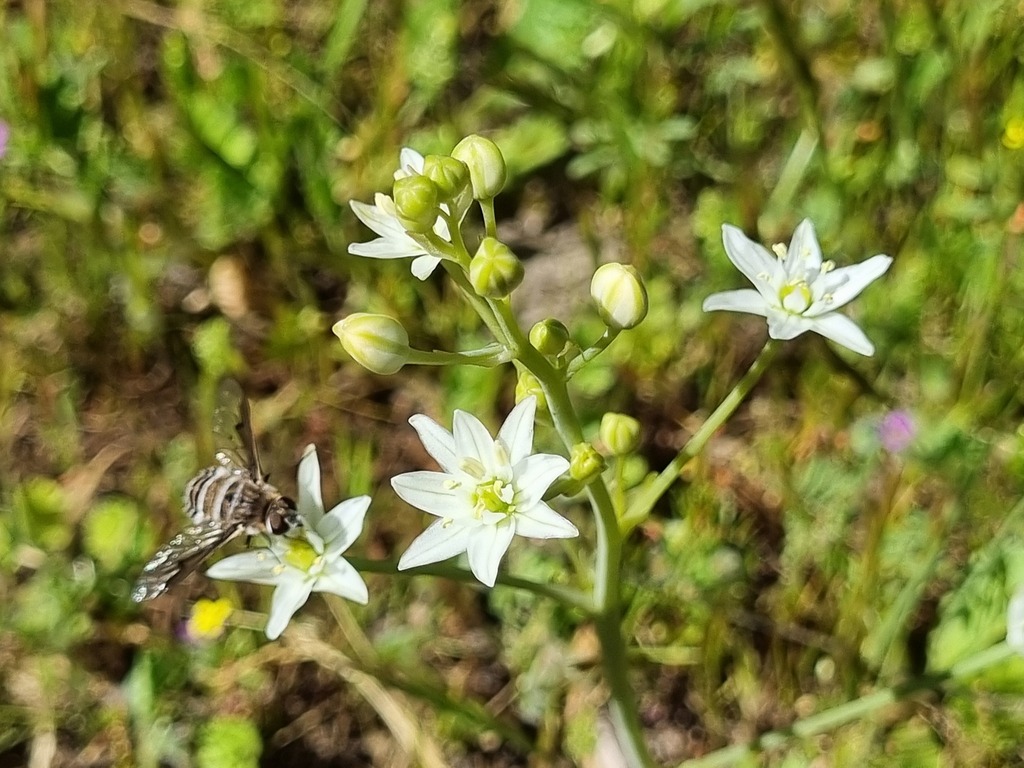 Chrysanthrax subandinus