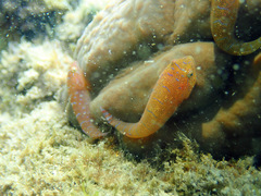 Cochleoceps orientalis