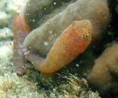 Cochleoceps orientalis
