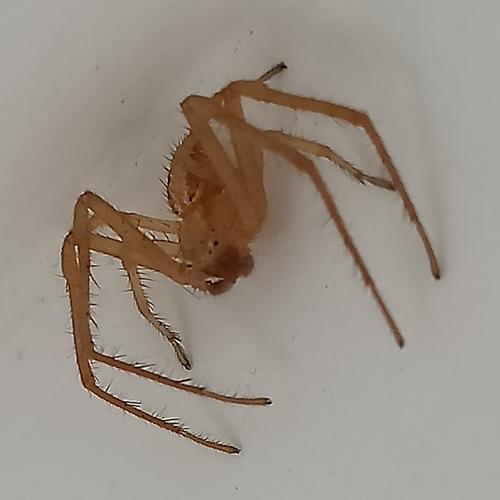 Xysticus grallator
