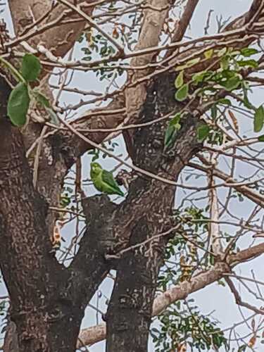 Cobalt-rumped Parrotlet