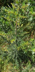 Bursaria spinosa