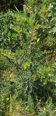 Bursaria spinosa