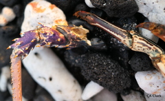 Panulirus penicillatus