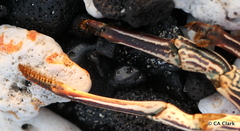 Panulirus penicillatus