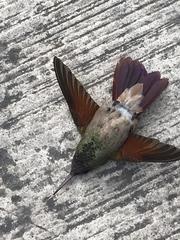 Saucerottia beryllina