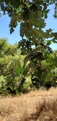 Quercus lobata