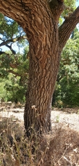 Quercus lobata