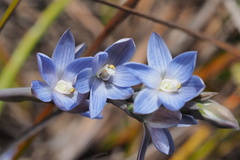 Thelymitra aristata