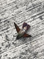 Saucerottia beryllina