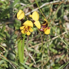 Diuris palustris