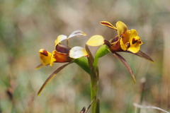 Diuris palustris