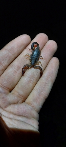 Vaejovis aquascalentensis
