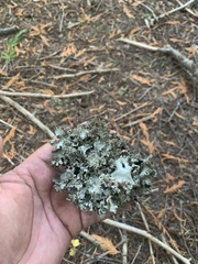 Platismatia wheeleri