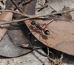 Myrmecia esuriens