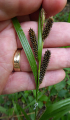 Carex lambertiana
