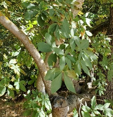 Aesculus californica