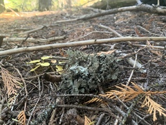 Platismatia wheeleri